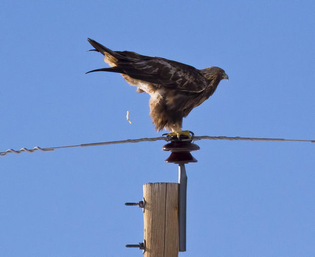 Caught InThe Act. Photo by Dave Bell.