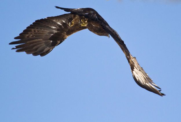 Golden In Flight. Photo by Dave Bell.