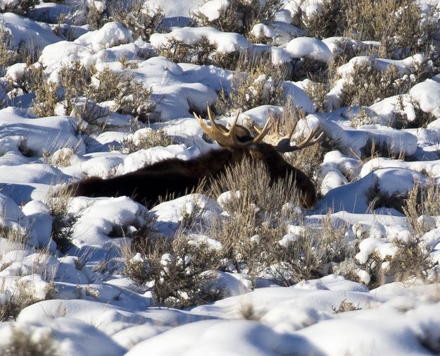 One Of Three--Enjoying The Sun. Photo by Dave Bell.