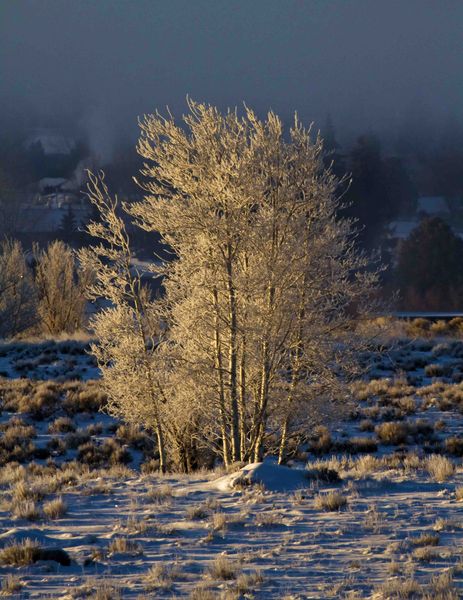 Frosty Aspen. Photo by Dave Bell.