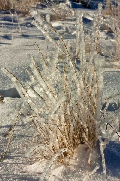 Frosty Grasses. Photo by Dave Bell.