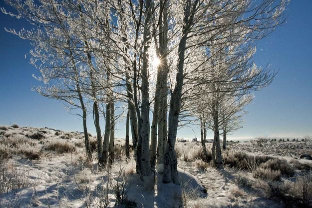 Frosty Flare. Photo by Dave Bell.