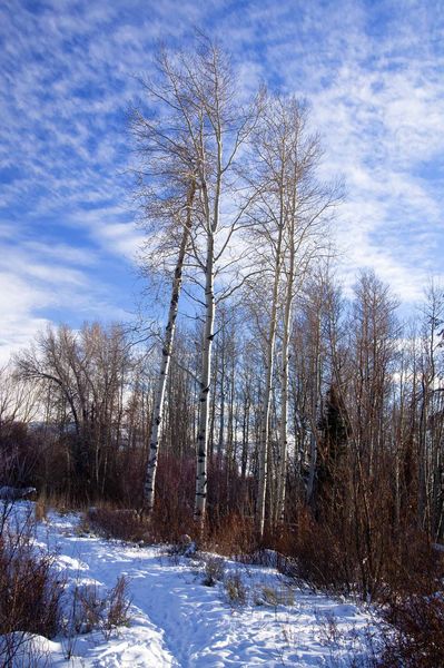 CCC Ponds Aspen. Photo by Dave Bell.