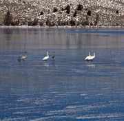 Trumpeters Making Their Way. Photo by Dave Bell.