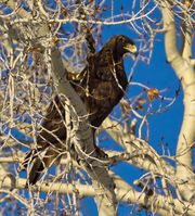 Watching Vigilantly. Photo by Dave Bell.