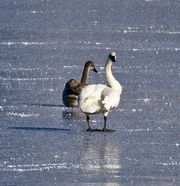 Hard Water. Photo by Dave Bell.