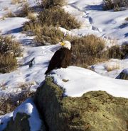 Engorged Eagle. Photo by Dave Bell.