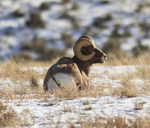 Pretty Content In The Sun. Photo by Dave Bell.