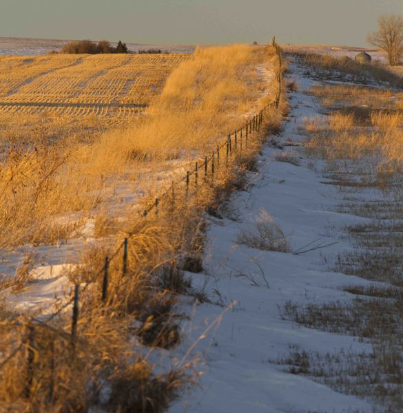 Golden Fenceline. Photo by Dave Bell.