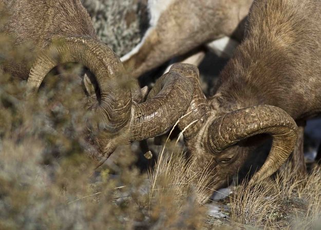 Doubles. Photo by Dave Bell.