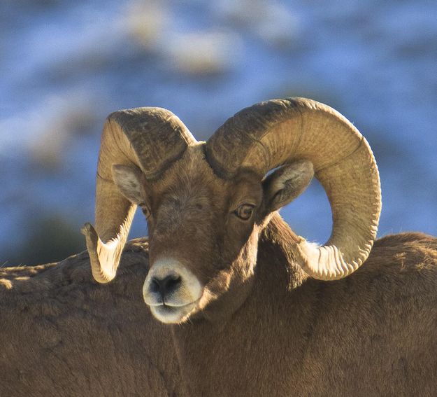 The Look. Photo by Dave Bell.