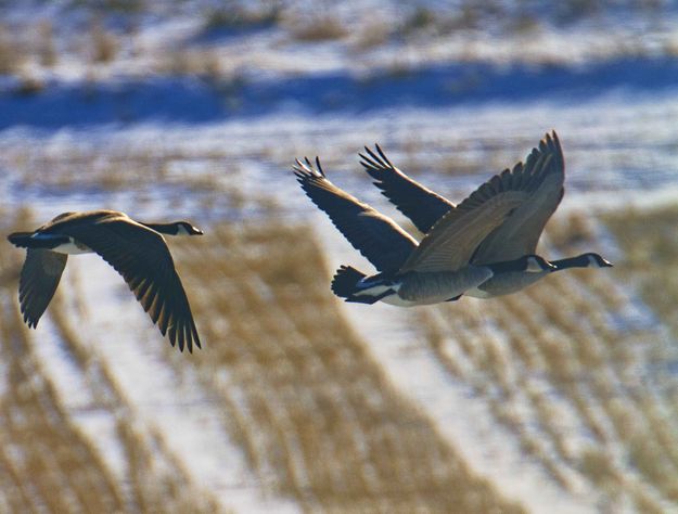 In Flight. Photo by Dave Bell.