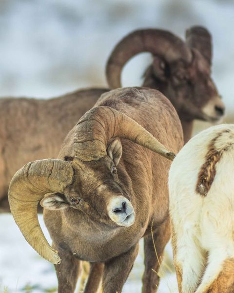 Sniff, Sniff. Photo by Dave Bell.