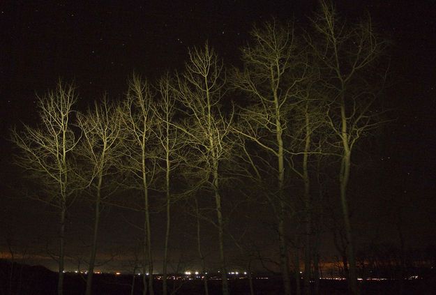 Tree Painting. Photo by Dave Bell.