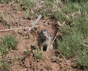 Ground Squirrel. Photo by Dave Bell.