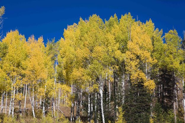 Fall Yellow Aspen. Photo by Dave Bell.