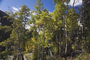 Cliff Creek Aspens. Photo by Dave Bell.