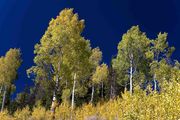 Brilliant Yellow and Blue. Photo by Dave Bell.