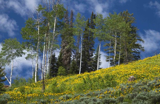 Balsam Root. Photo by Dave Bell.