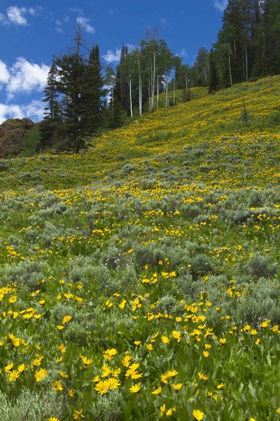 Balsam Root Hillside. Photo by Dave Bell.