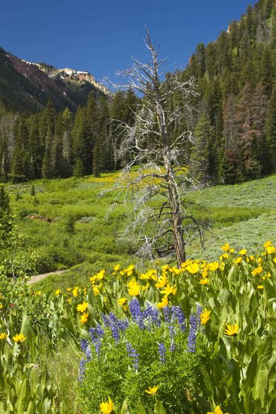 Cliff Creek Scenery. Photo by Dave Bell.