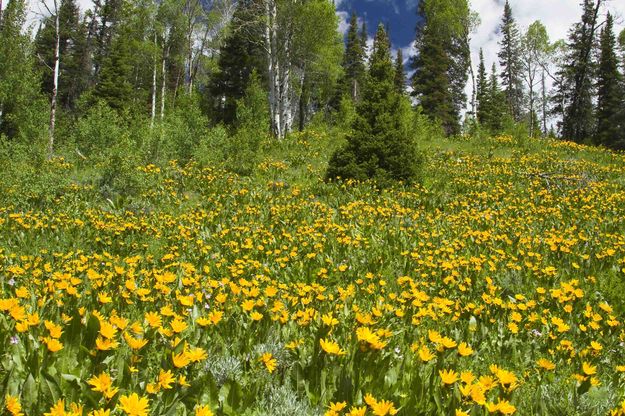 Yellow Hillside. Photo by Dave Bell.