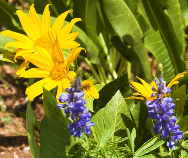 Balsam Root And Lupine. Photo by Dave Bell.