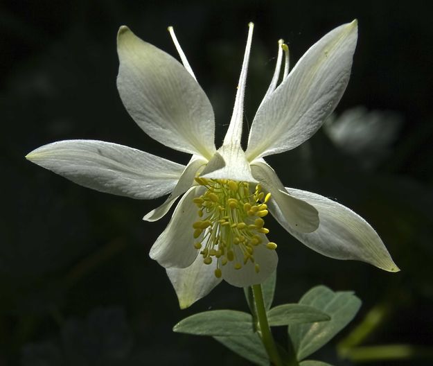 Columbine. Photo by Dave Bell.