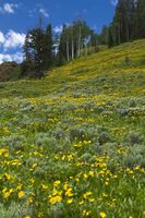 Balsam Root Hillside. Photo by Dave Bell.