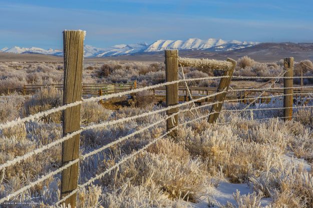 Frosty Wires. Photo by Dave Bell.