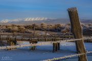 Frozen Barbs. Photo by Dave Bell.