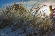 Frosty Grasses. Photo by Dave Bell.