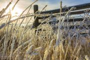 Brilliant Frosty Grasses. Photo by Dave Bell.