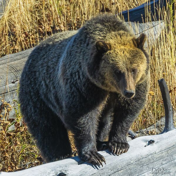 Bears. Photo by Dave Bell.