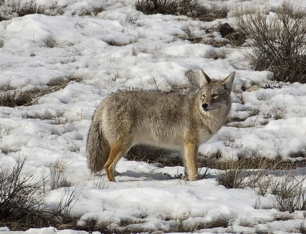 Elk Refuge Coyote!. Photo by Dave Bell.