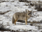 Elk Refuge Coyote!. Photo by Dave Bell.