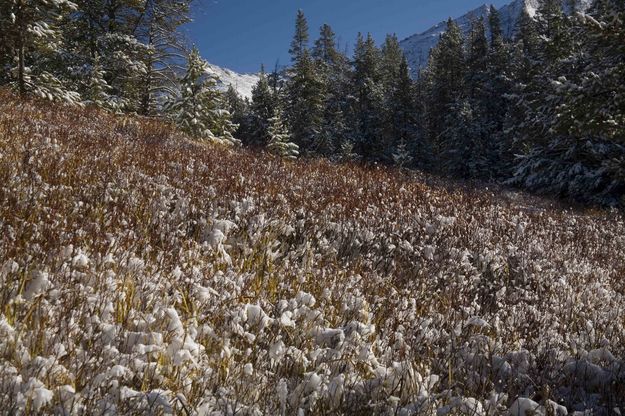 Snowy Grasses And Bushes. Photo by Dave Bell.