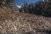 Snowy Grasses And Bushes. Photo by Dave Bell.