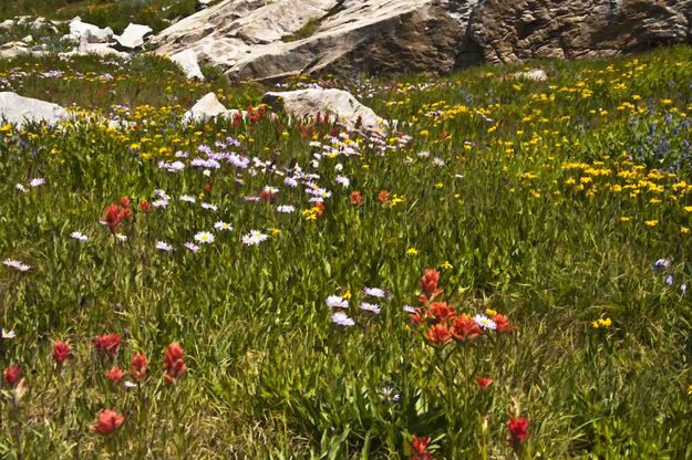 Wild Flowers. Photo by Dave Bell.