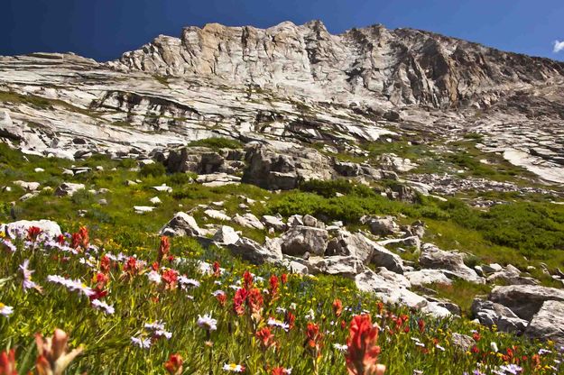 Indian Paintbrush. Photo by Dave Bell.