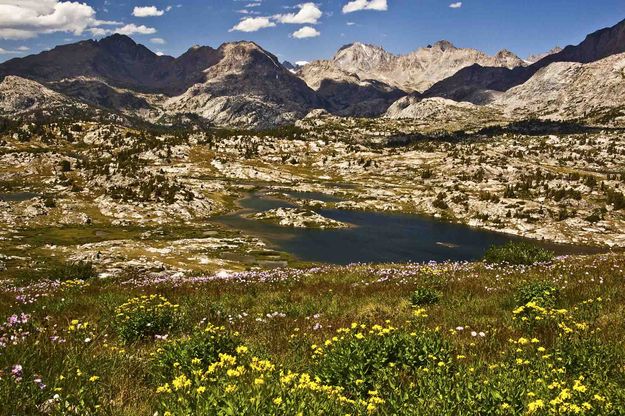 Baldy Basin Flower Show. Photo by Dave Bell.