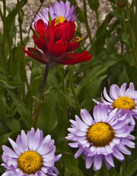 Paintbrush And Daisies. Photo by Dave Bell.