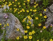 Yellow Daisies. Photo by Dave Bell.