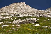 Angel Peak Wildflowers. Photo by Dave Bell.