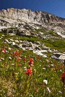 Indian Paintbrush. Photo by Dave Bell.