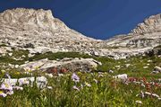 Flower Fields Below Angel Pass. Photo by Dave Bell.