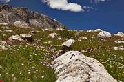 Alpine Flower Show. Photo by Dave Bell.