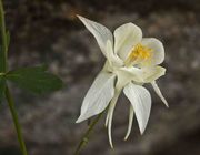 Columbine. Photo by Dave Bell.