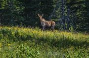 Friendly Moose. Photo by Dave Bell.