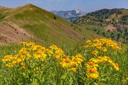 Flowers On The Wyoming Range Crest. Photo by Dave Bell.